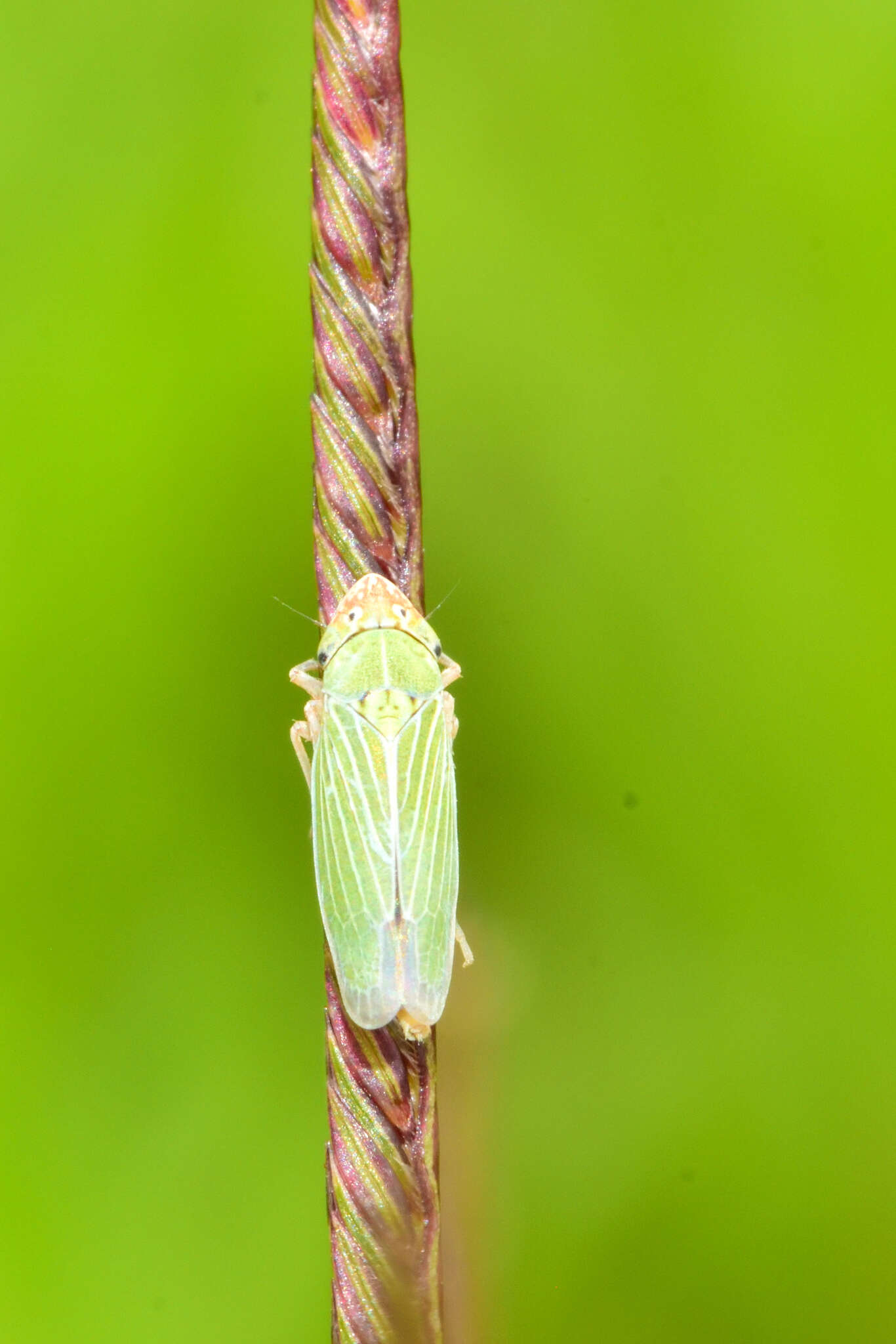 Sivun Xyphon reticulatum (Signoret 1854) kuva