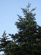 Image of Grecian Fir