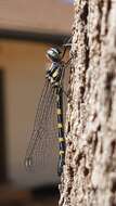 Image of Cordulephya pygmaea Selys 1871