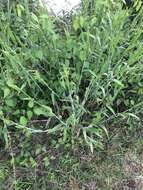 Image of Broom Rosette Grass