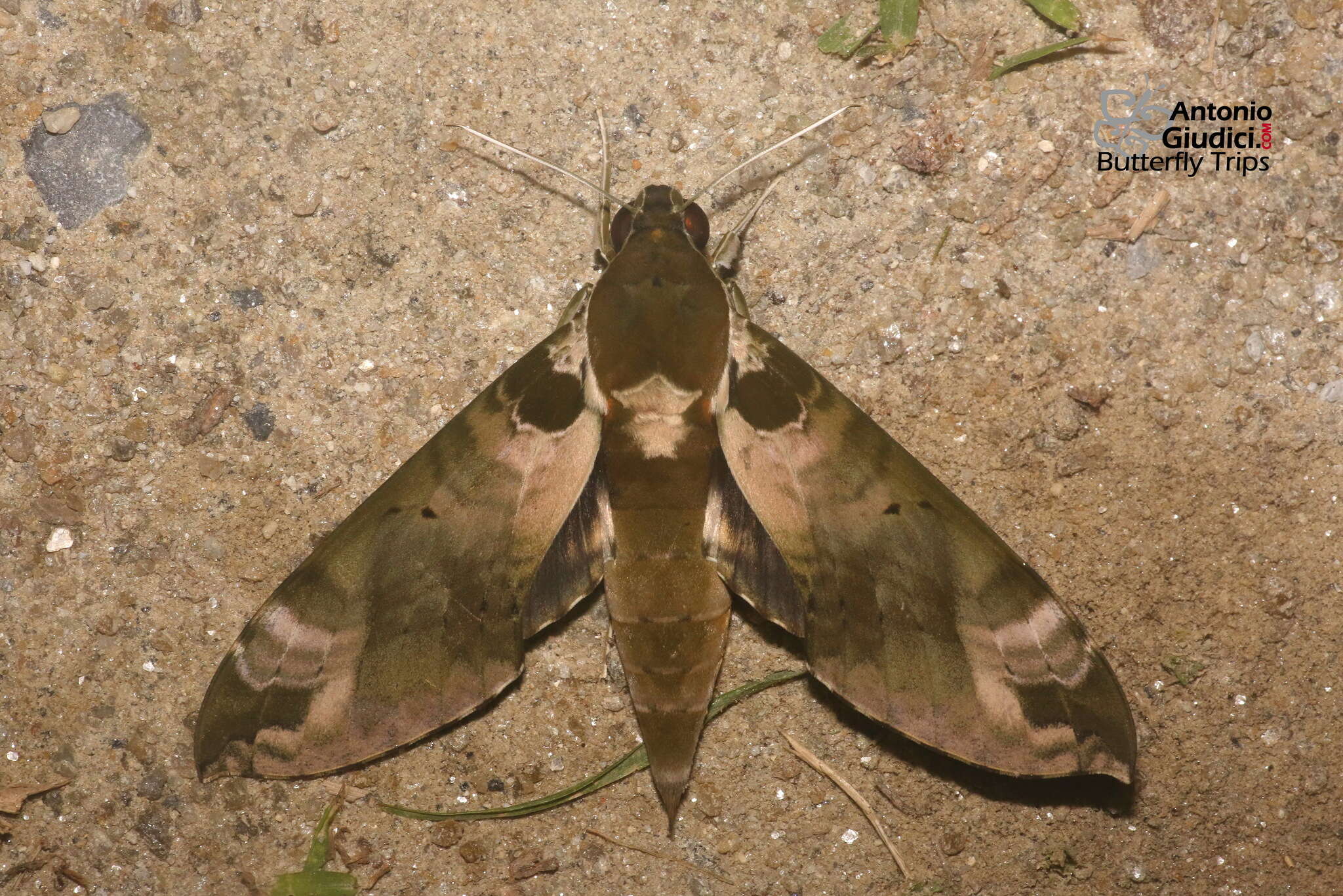 Image of Cechenena helops (Walker 1856)