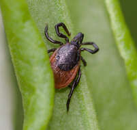 Plancia ëd Ixodes ricinus (Linnaeus 1758)