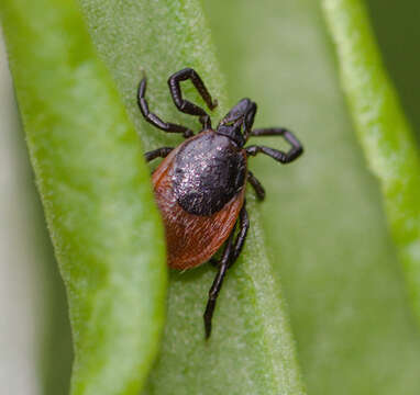 Image of Ixodes ricinus (Linnaeus 1758)