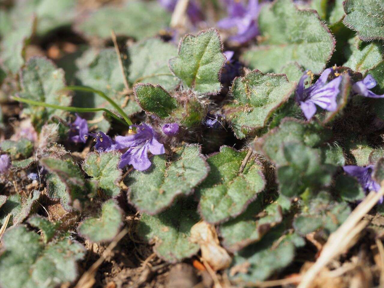 Image of Ajuga decumbens Thunb.