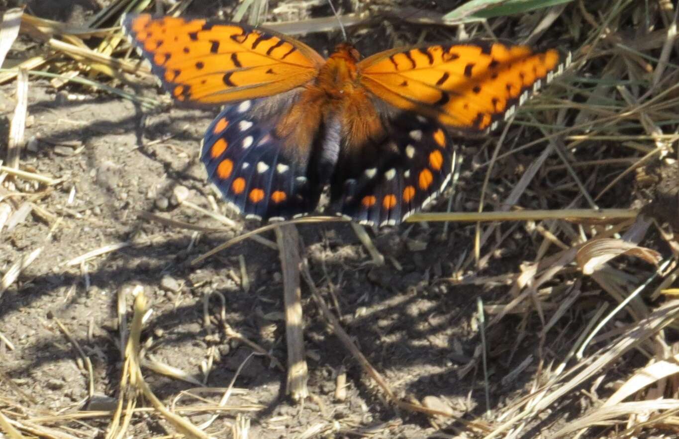 Image of Regal Fritillary