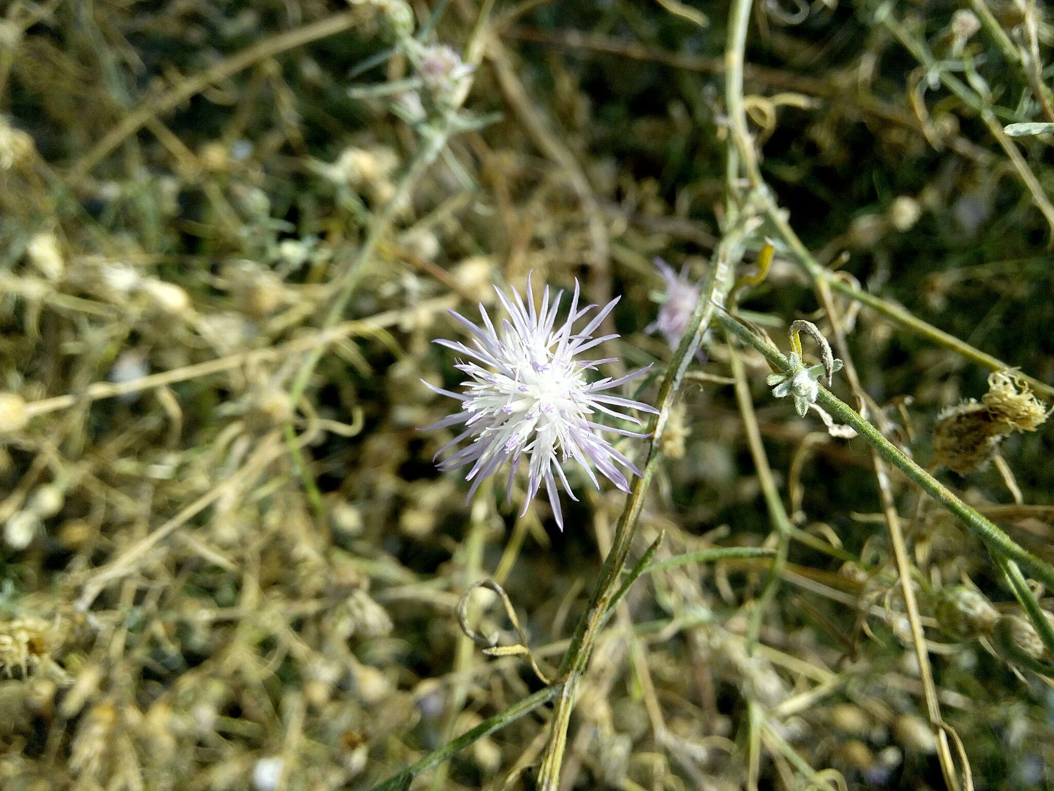 Image of Centaurea odessana Prodan