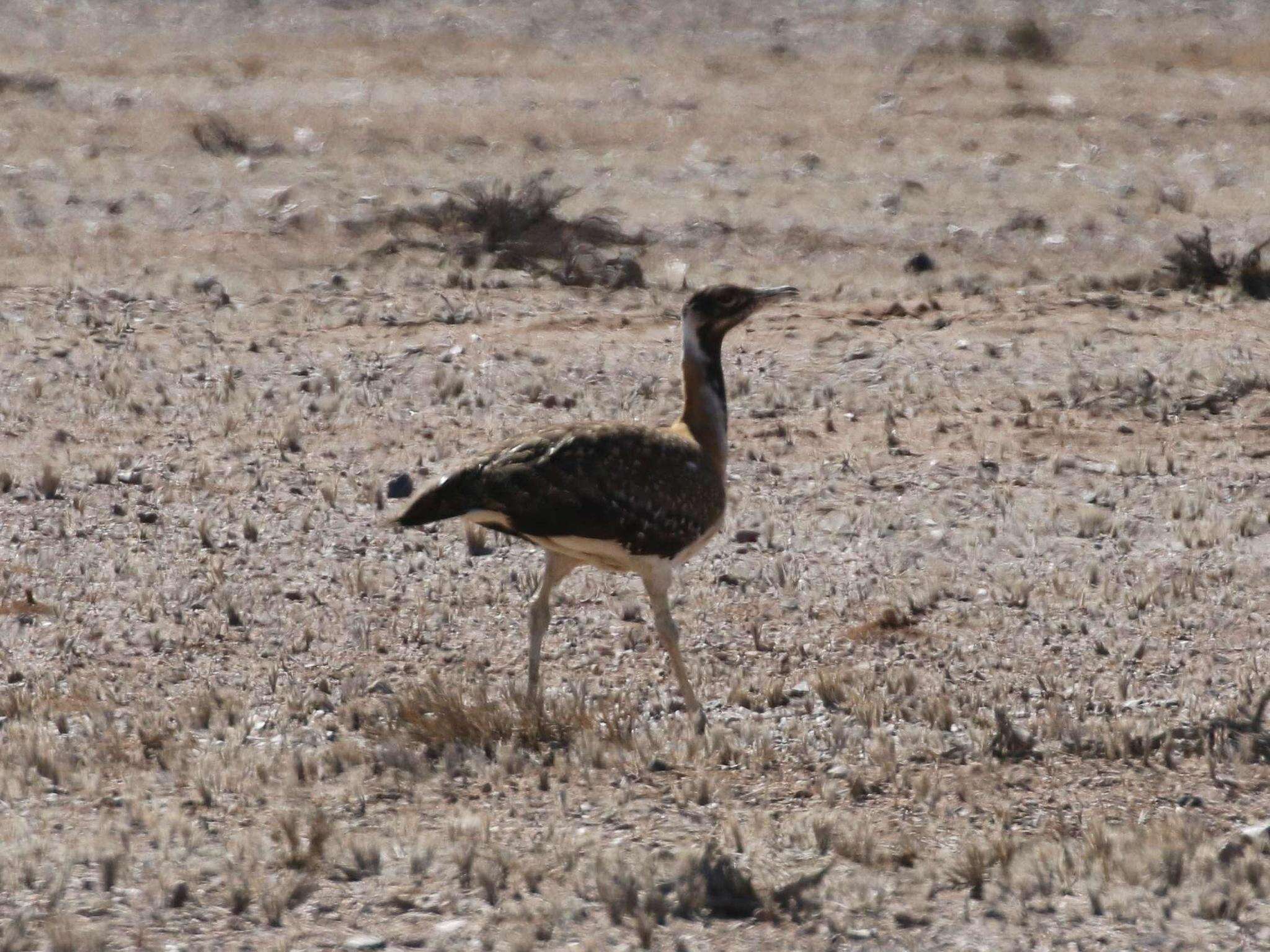 Image of Ludwig's Bustard