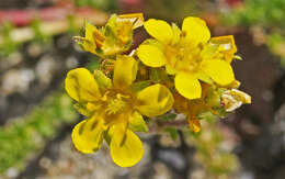 Plancia ëd Ivesia lycopodioides var. scandularis (Rydb.) Ertter & Reveal