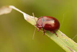 Image of Brown mint leaf beetle