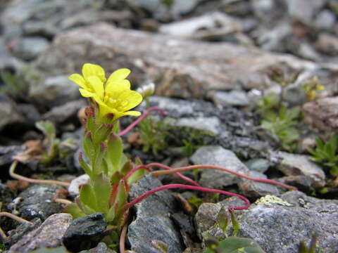 Image of whiplash saxifrage