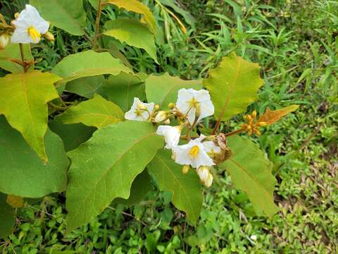 Image of Solanum variabile Mart.