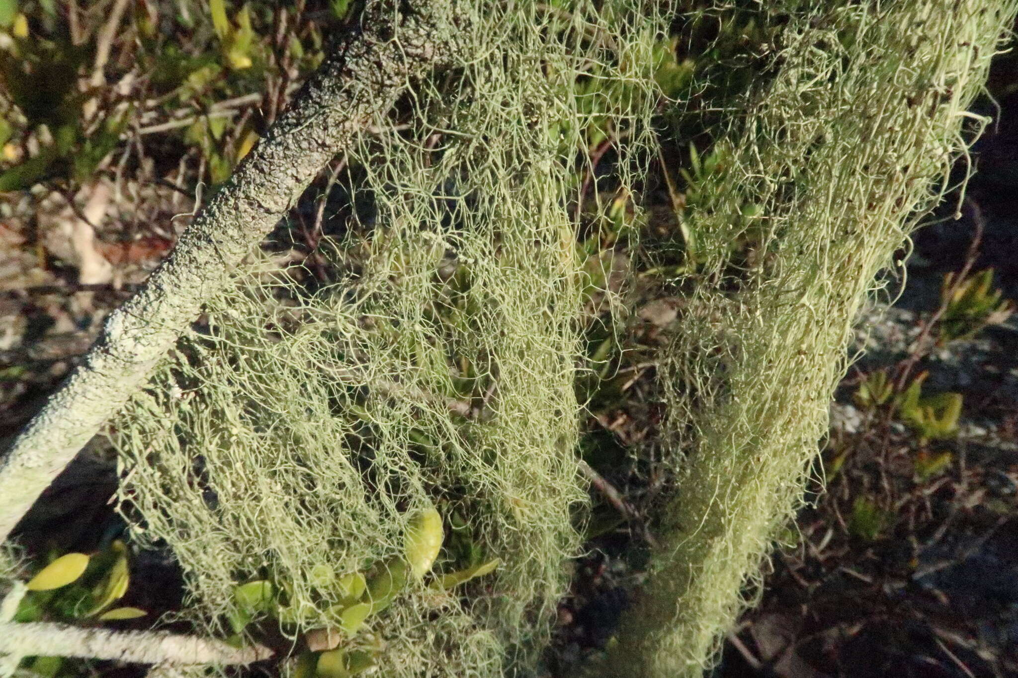 Image of cartilage lichen