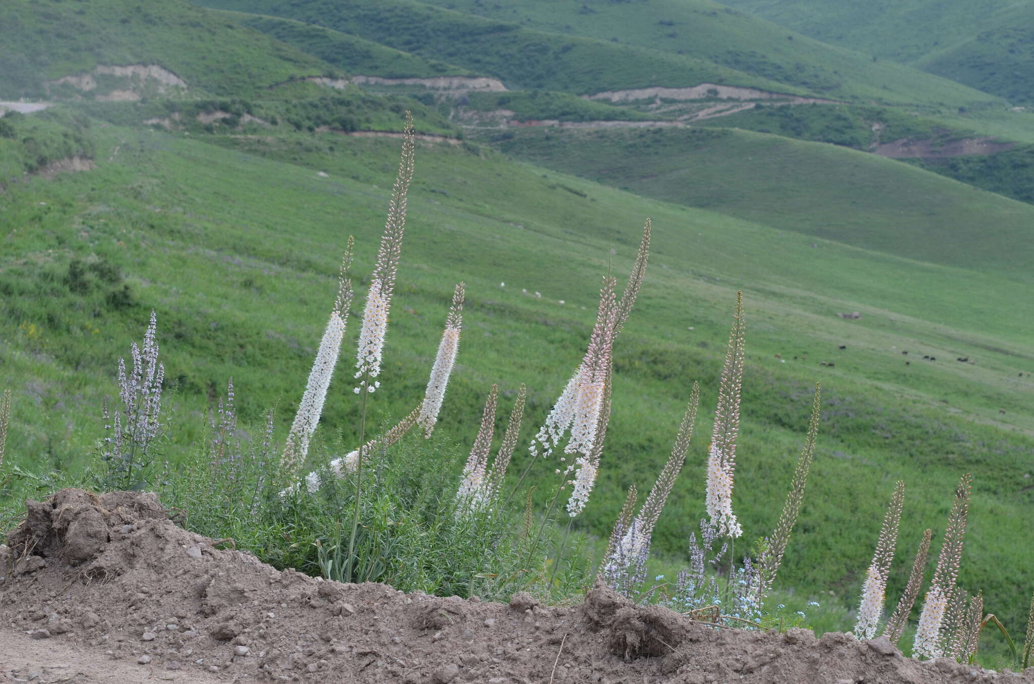 Image of Eremurus tianschanicus Pazij & Vved. ex Pavlov