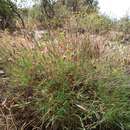 Image of Dianthus pyrenaicus subsp. attenuatus (Sm.) M. Bernal, Laínz & Muñoz Garmendia