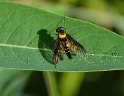 Image of Golden-backed Snipe Fly