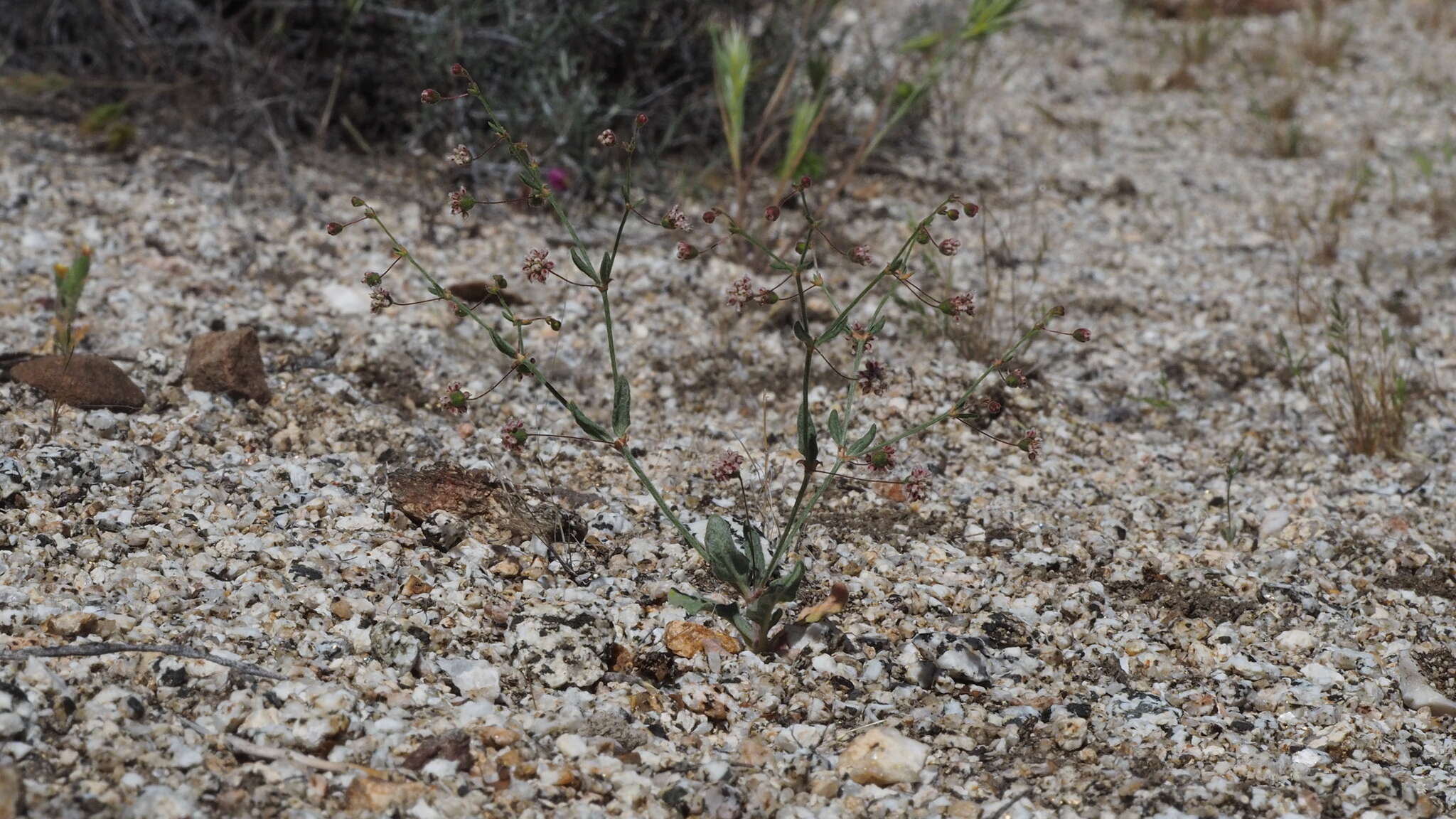 Image of spotted buckwheat