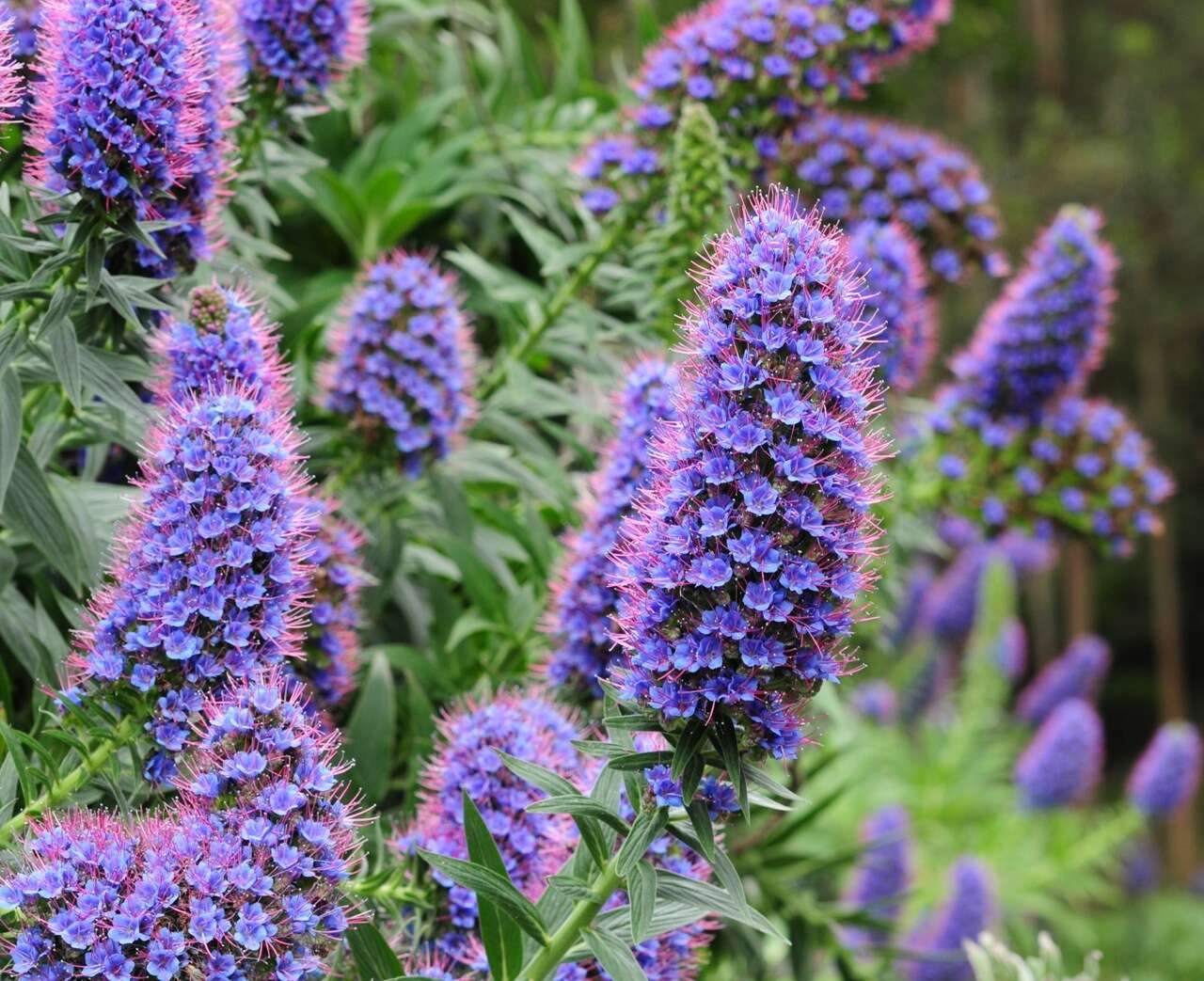 Imagem de Echium candicans L. fil.