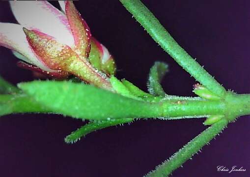 Image de Cyanothamnus nanus var. hyssopifolius