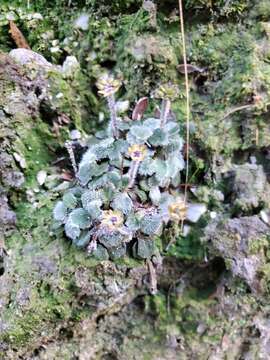 Image of Actinotus bellidioides (Hook. fil.) Benth.