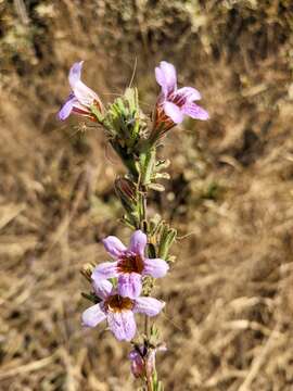 Image of Strobilanthopsis