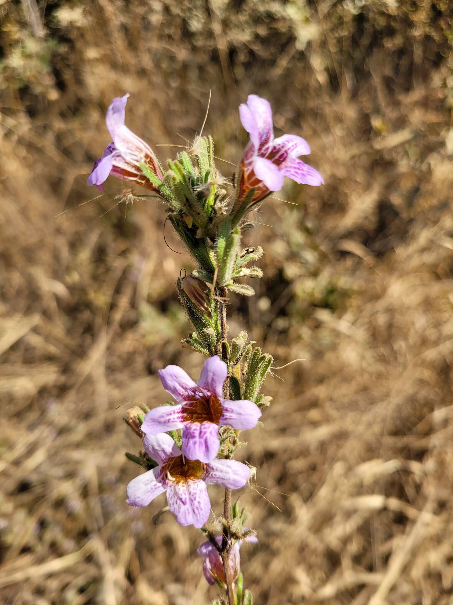 Image of Strobilanthopsis linifolia (T. Anders. ex C. B. Cl.) Milne-Redh.