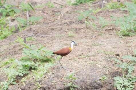 Imagem de Actophilornis Oberholser 1925