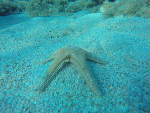 Image of Astropecten platyacanthus (Philippi 1837)