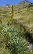 Image of Aciphylla scott-thomsonii Cockayne & Allan