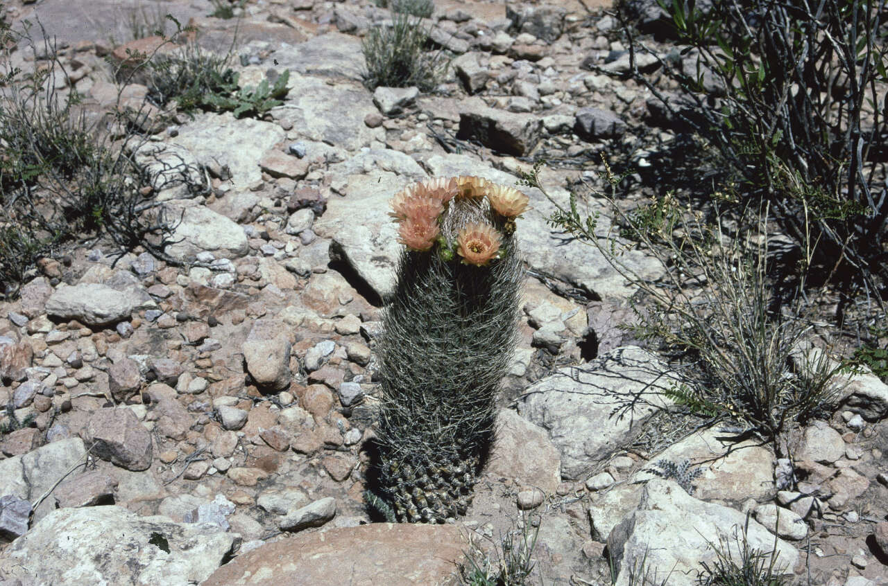 Image of Echinopsis lateritia Gürke