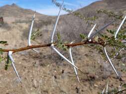 Image de Vachellia nebrownii (Burtt Davy) Seigler & Ebinger