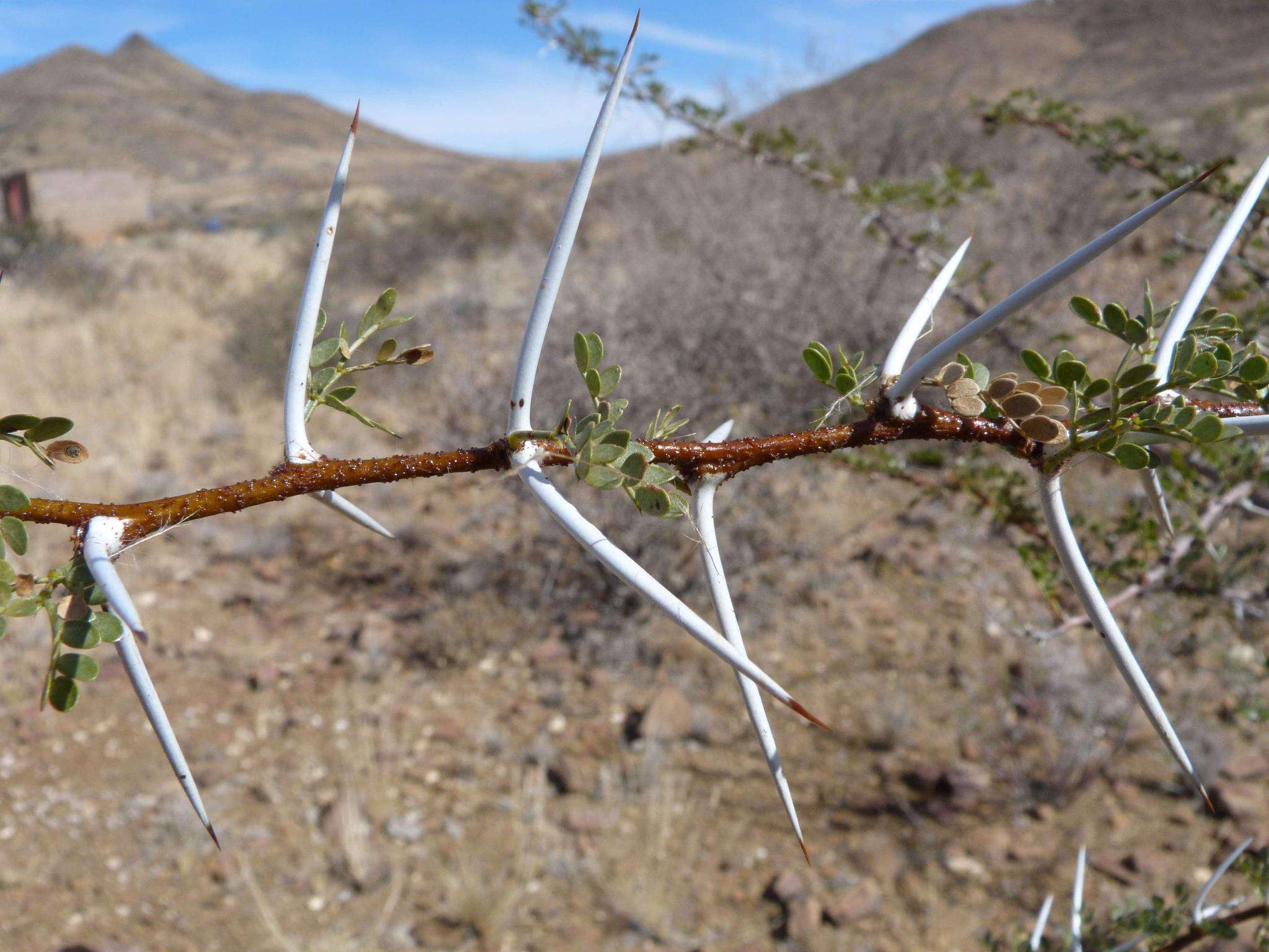 Image de Vachellia nebrownii (Burtt Davy) Seigler & Ebinger