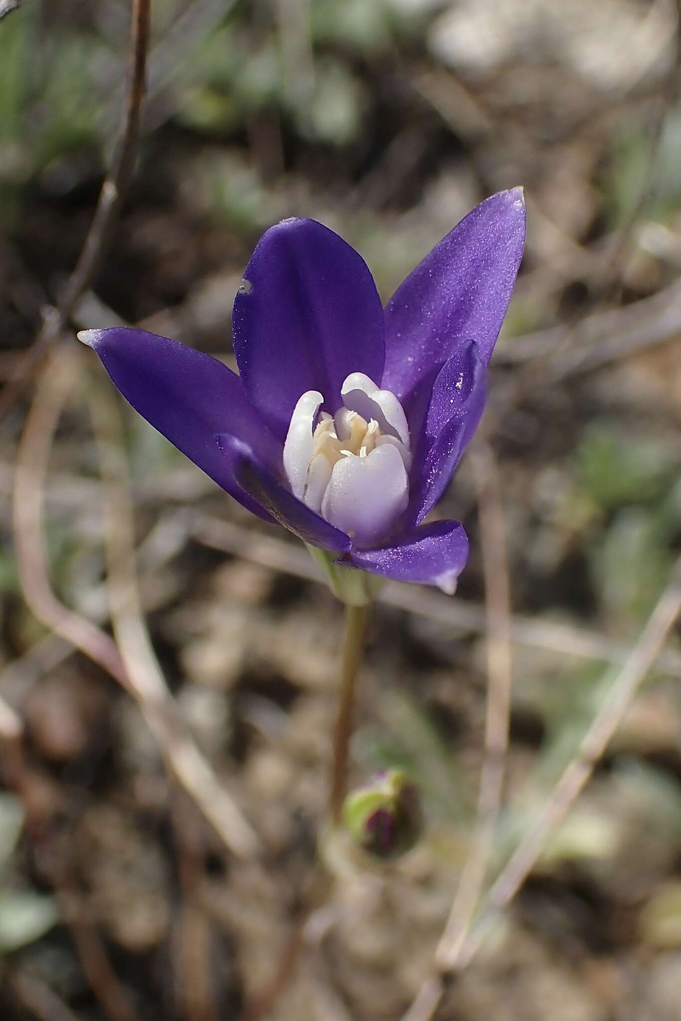 Image of starflower brodiaea