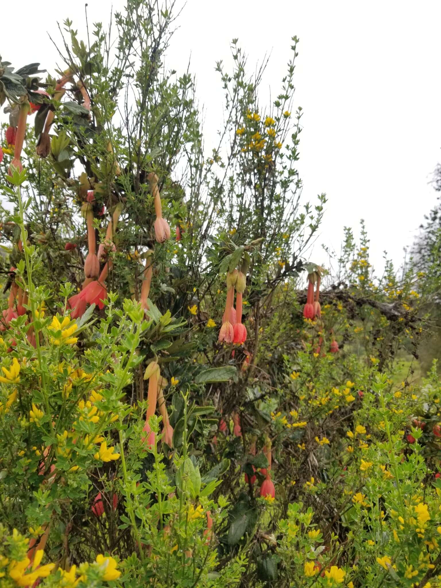 Imagem de Passiflora crispolanata Uribe