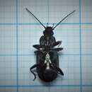 صورة Agonum (Olisares) viridicupreum (Goeze 1777)