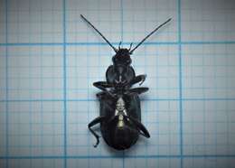 Image of Agonum (Olisares) viridicupreum (Goeze 1777)