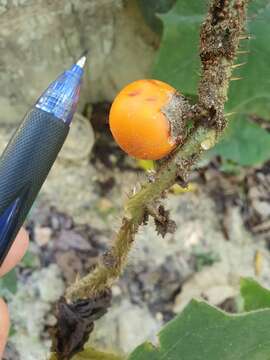 Image of Indian nightshade