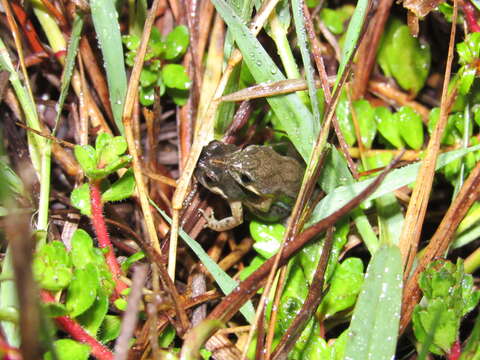 Image of Cacosternum australis Channing, Schmitz, Burger & Kielgast 2013