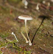 صورة Mycena fumosa Grgur. 2003