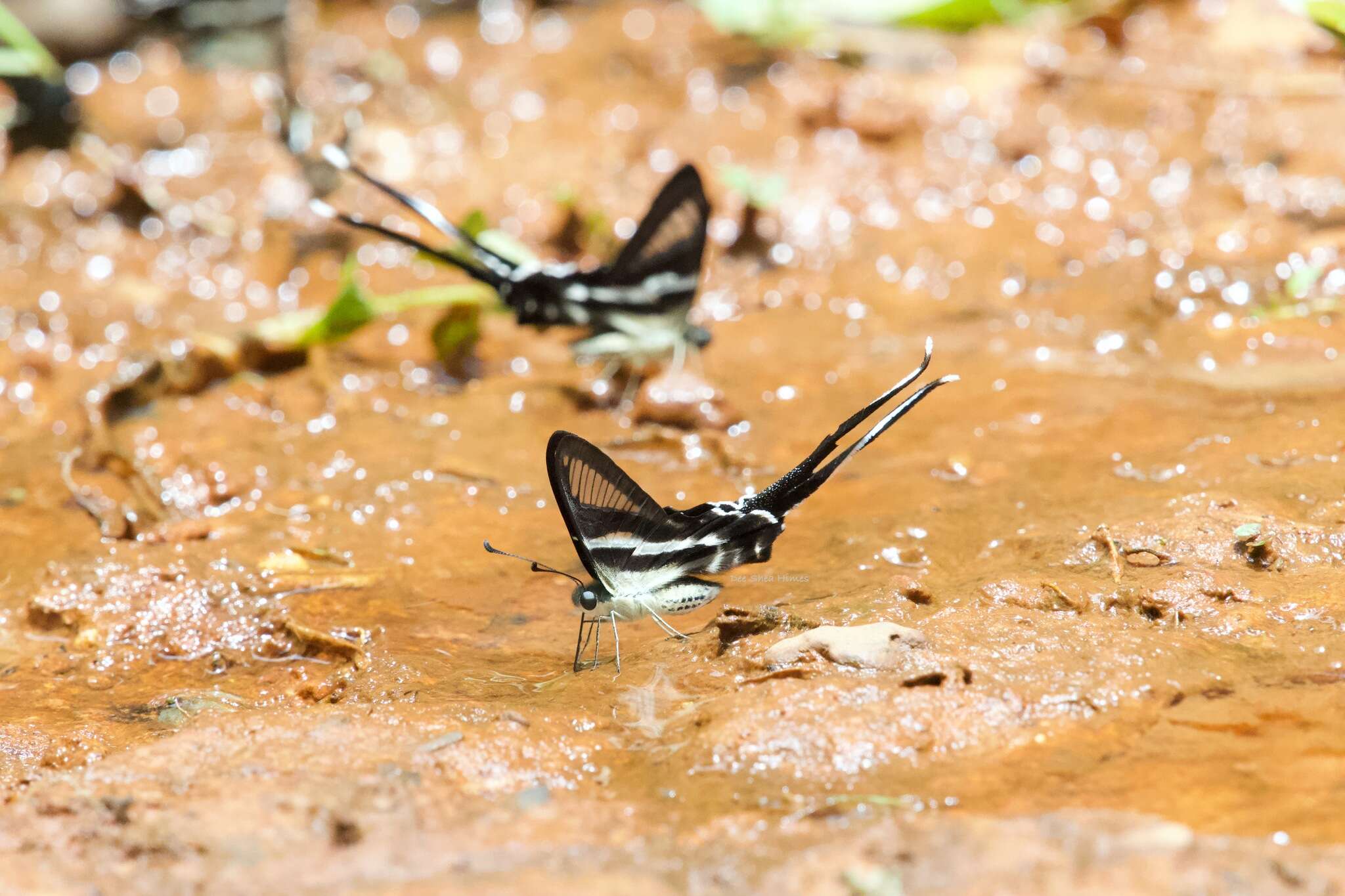 Image of Lamproptera meges virescens