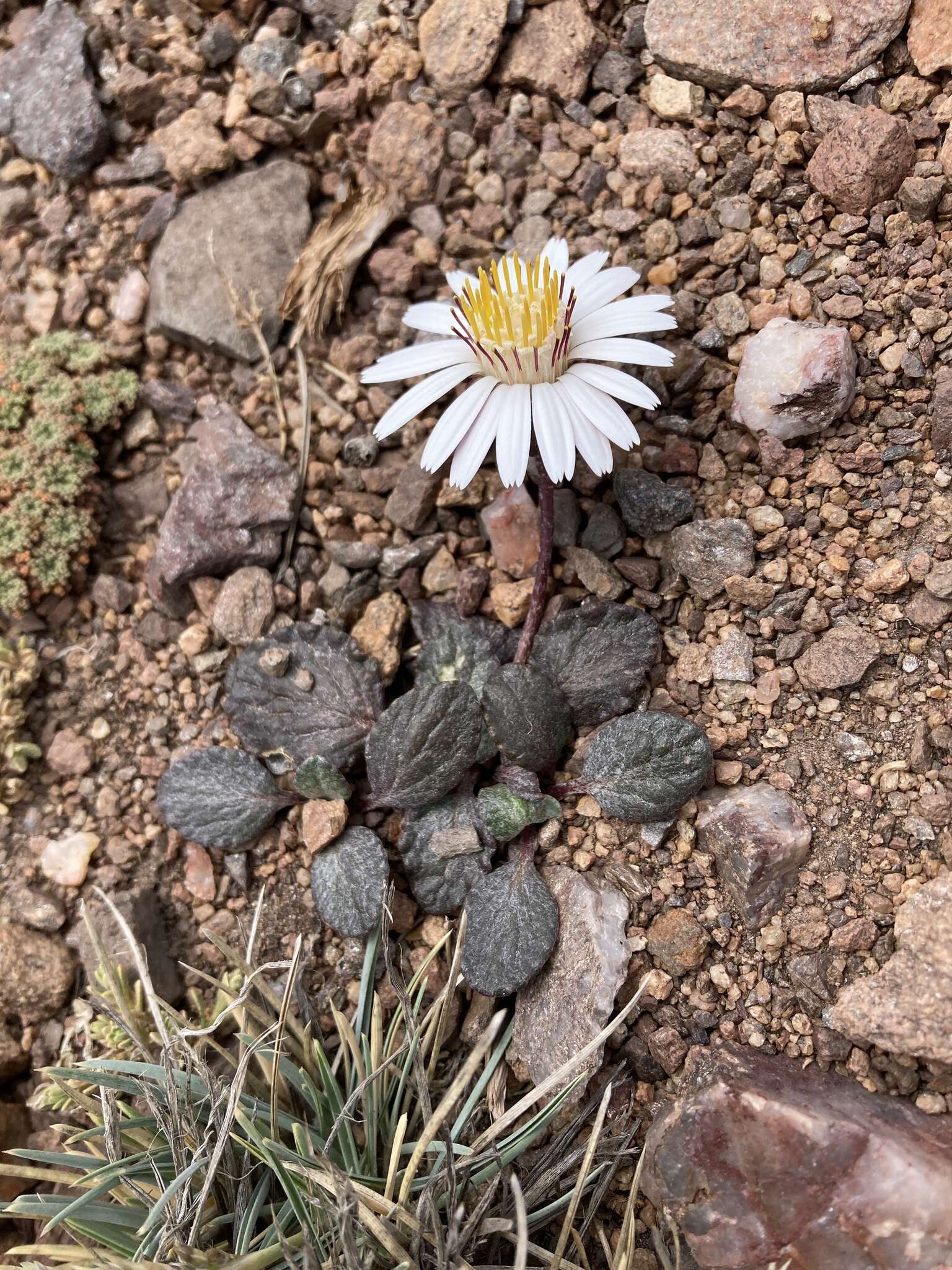 Image of Trichocline cineraria (D. Don) Hook. & Arn.