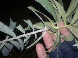 Image of long-leaved pimelea