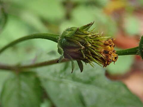 صورة Bidens pilosa var. minor (Bl.) Sherff