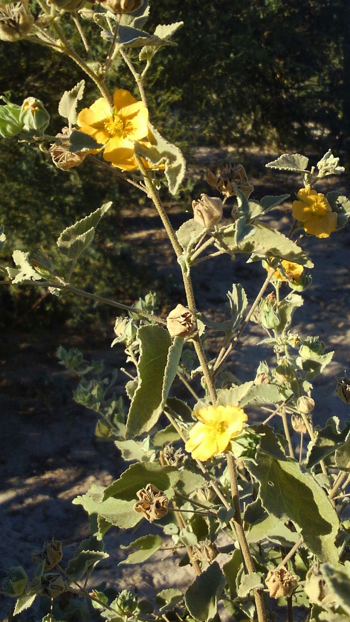 Imagem de Abutilon californicum Benth.