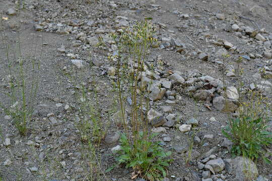 Image of Crepis multicaulis Ledeb.