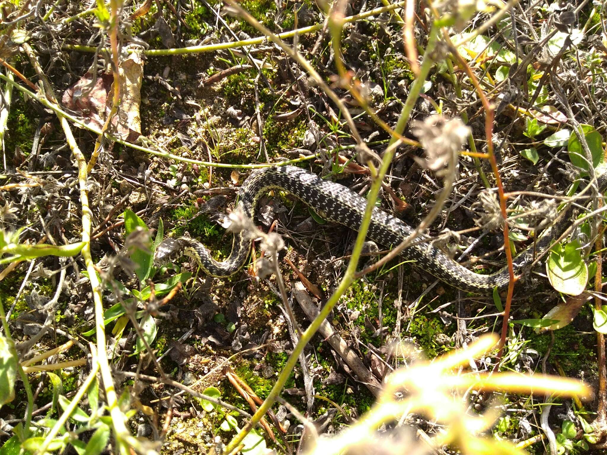 Image of Thamnophis atratus hydrophilus Fitch 1936