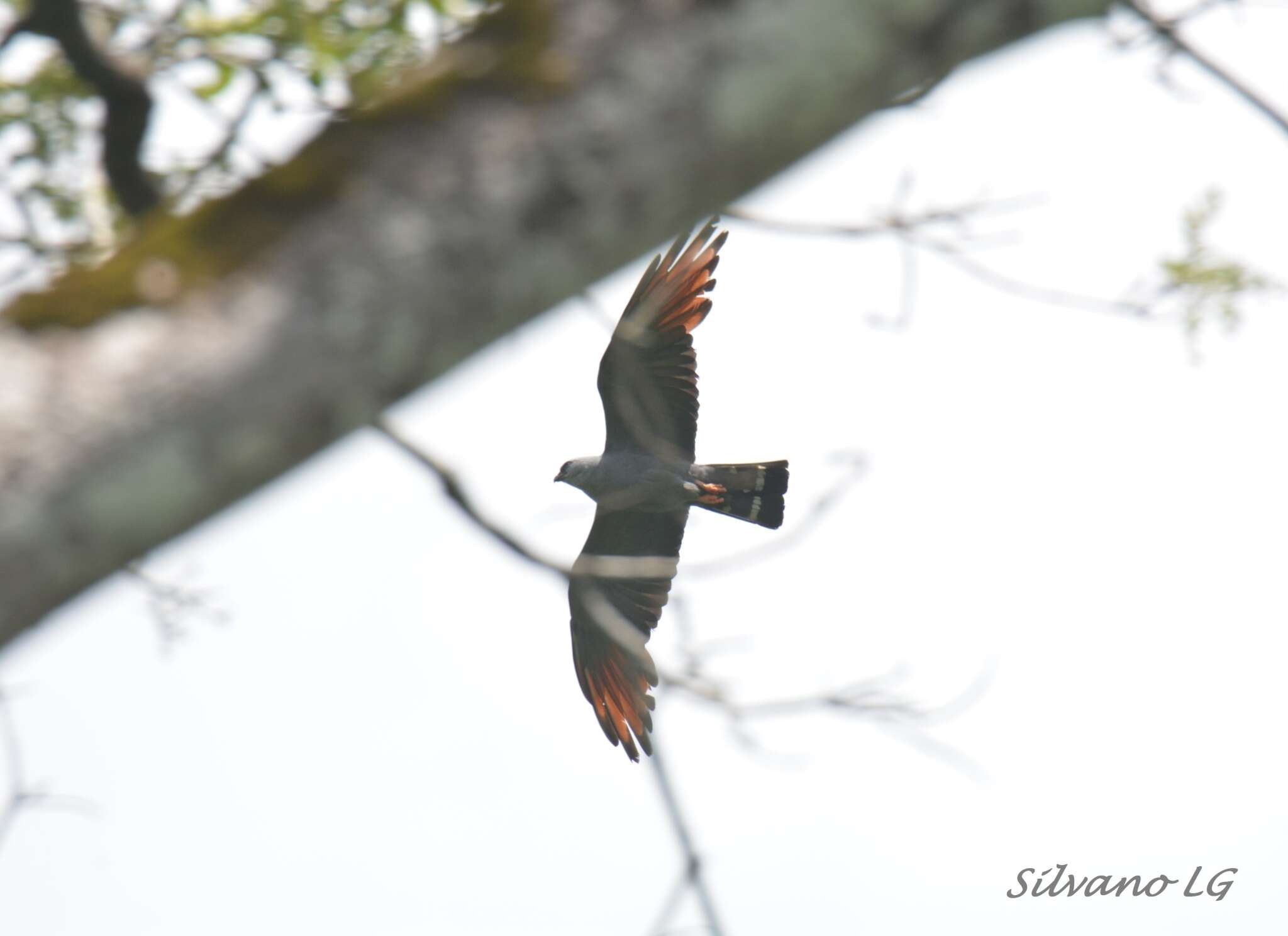 Image of Plumbeous Kite