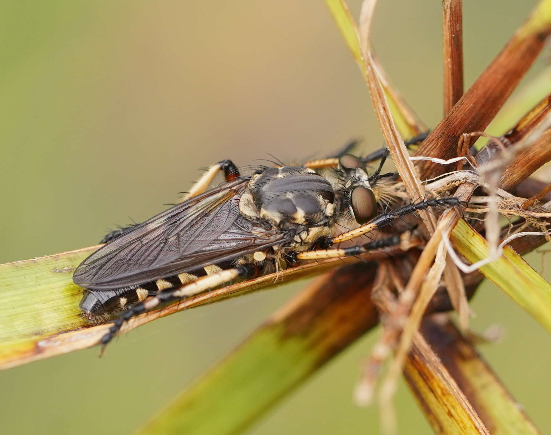 Image of Thereutria amaraca (Walker 1849)