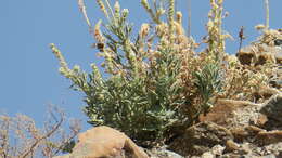 Image of Reseda aucheri Boiss.