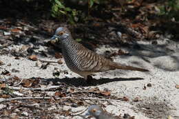 Image of Barred Dove