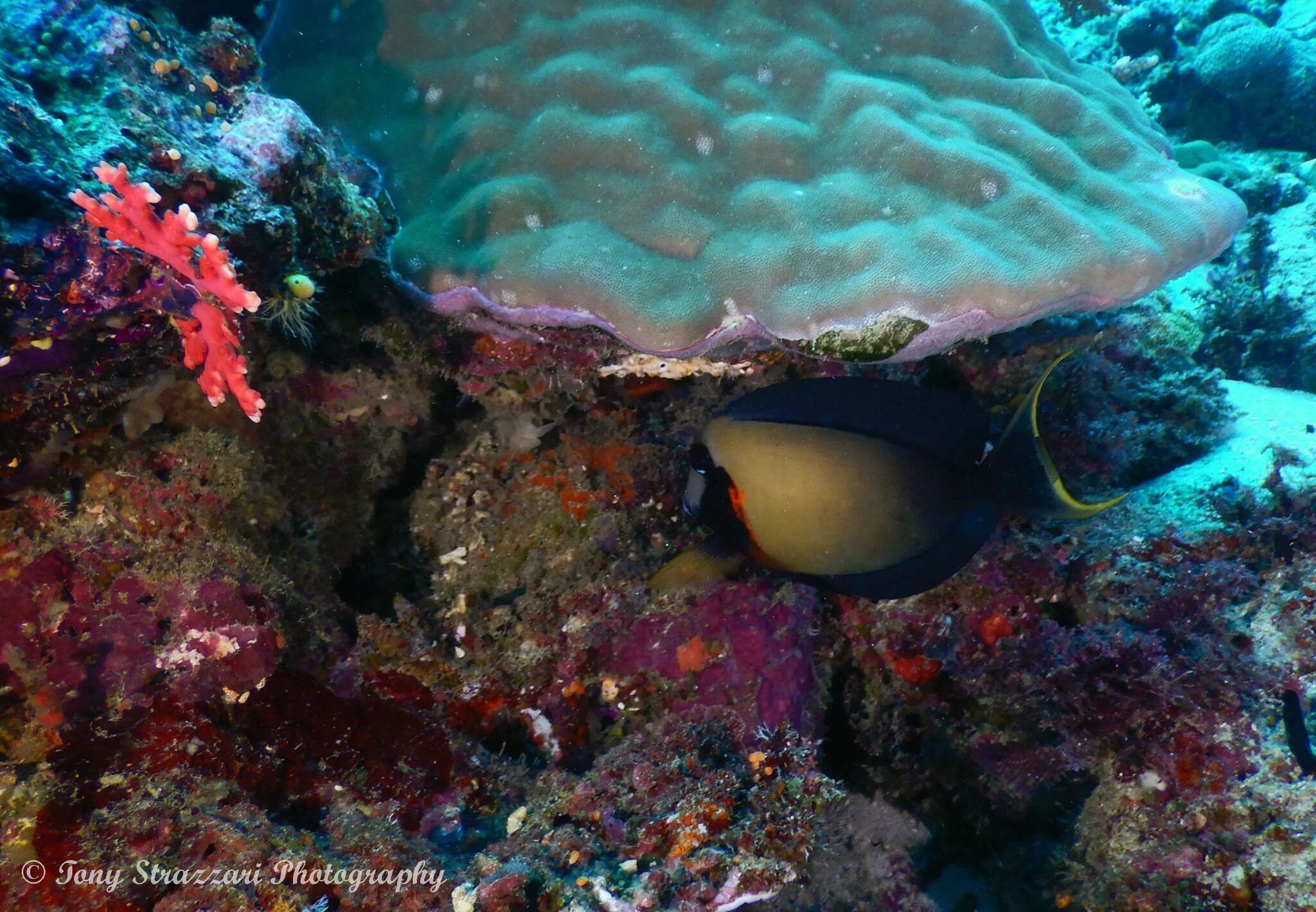 Image of Chocolate Surgeonfish